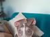 Bully lurcher