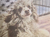 Beautiful Shihpoo Puppies