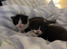 2 male kittens