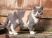 British shorthair kittens