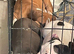 Staffy mix