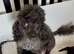 Stunning Black Maltipoo Puppies DNA Health Tested Clear Parents