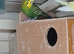 budgies for sale, read ad