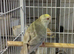 Grey and Cream Kakariki