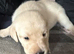 PUPPIES