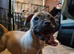 French bulldog cross