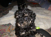 TOY Poodle puppies (rare phantom) Pedigree