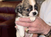 Longcoat chihuahua puppies