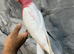 Ready Now Baby Handreared Friendly Super Tame Cuddly Lutino Galah Cockatoo Parrot,29