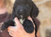 F1 cockapoo puppies available now !