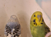 Lovely budgies