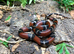 Sinaloan Milk Snake at Birmingham Reptiles