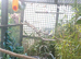Java sparrows