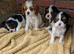 Tri and blenheim pups