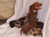 Cockerpoo pups