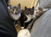 4 Stunning Siamese Mixed Kittens