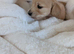 Long haired stunning puppies