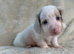 Kc miniature long haired dachshunds