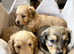 Daxi poo puppies