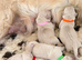 Golden Retriever Boys and Girls Available