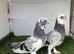 Kurdish pigeons