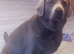 Kc registered & health tested silver Labrador