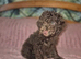 Maltipoo Maltese x toy poodle