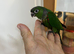 Hand Reared Black Capped Conure