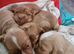 ALL PUPS RESERVED