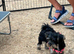Yorkshire terrier x biewer terrier