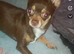 Female miniature chihuahua