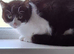 2 cats