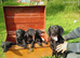 Labrador puppies