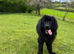 Male Newfoundland: Looking for a new home