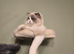 Registered Ragdoll 1y old