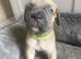 Cane corso puppies