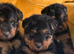 Beautiful top puppies