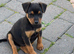 Border Lakeland x puppy&rsquo;s for sale