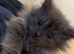 Maincoon x Persian