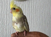 Hand tame baby cockatiel