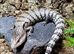 Summer Special Northern Blue Tongue Skink at Birmingham Reptiles