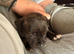 3 boy puppy Staffie