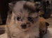 Beautiful tiny pomeranian pups