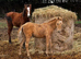 Palomino British riding pony colt yearling