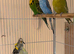 Young Indoor-Raised Budgies perfect pets Cheshire