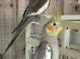 Cockatiels
