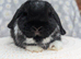 Mini lops