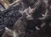 5 lovely kittens