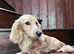 PROVEN MINIATURE PRA CLEAR KC CREAM LONG HAIRED DACHSHUND