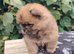 Chow chow puppies